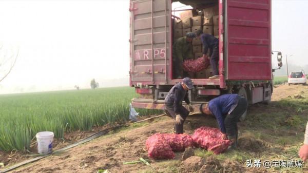 返鄉創業做“姜”軍,看定陶這位小夥的致富路 返鄉創業做“姜”軍,看定陶這位小夥的致富路