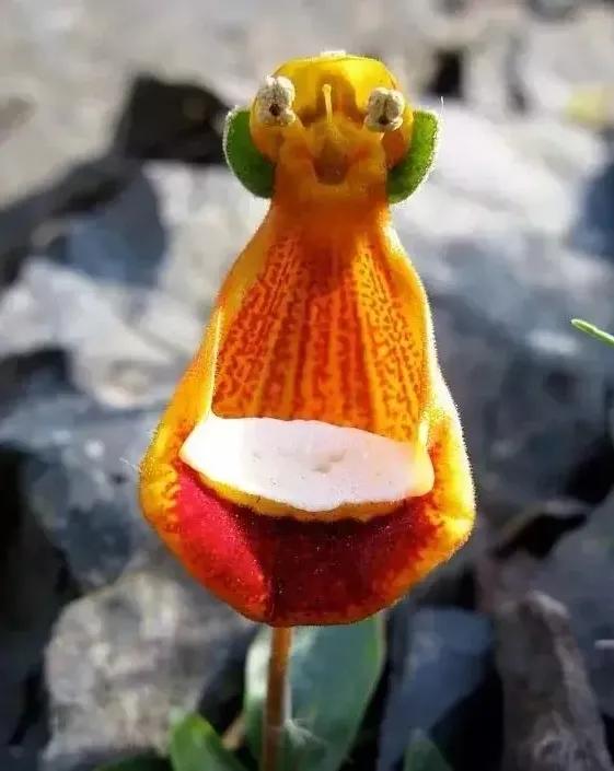 說蘭是花中君子的,那是因為你沒見過這些蘭花 說蘭是花中君子的,那是因為你沒見過這些蘭花