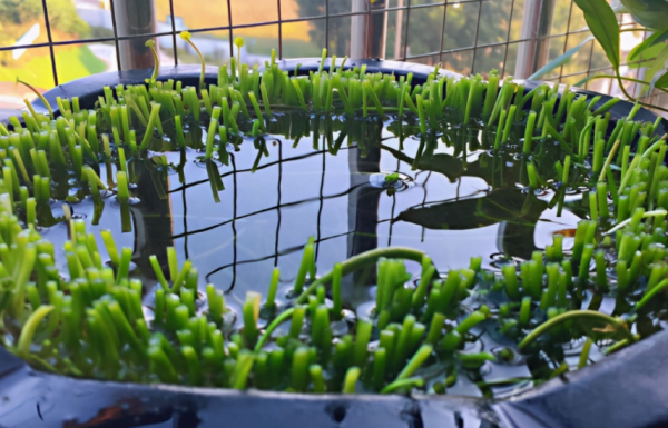 這3個細節到位，家庭養殖銅錢草，枝葉豐茂、更富有生機