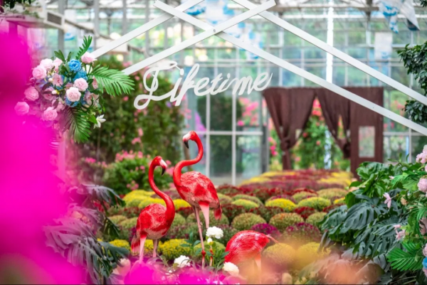 四季花海冬日賞花攻略出爐,茶梅、角堇、雛菊,邂逅浪漫美好 四季花海冬日賞花攻略出爐,茶梅、角堇、雛菊,邂逅浪漫美好