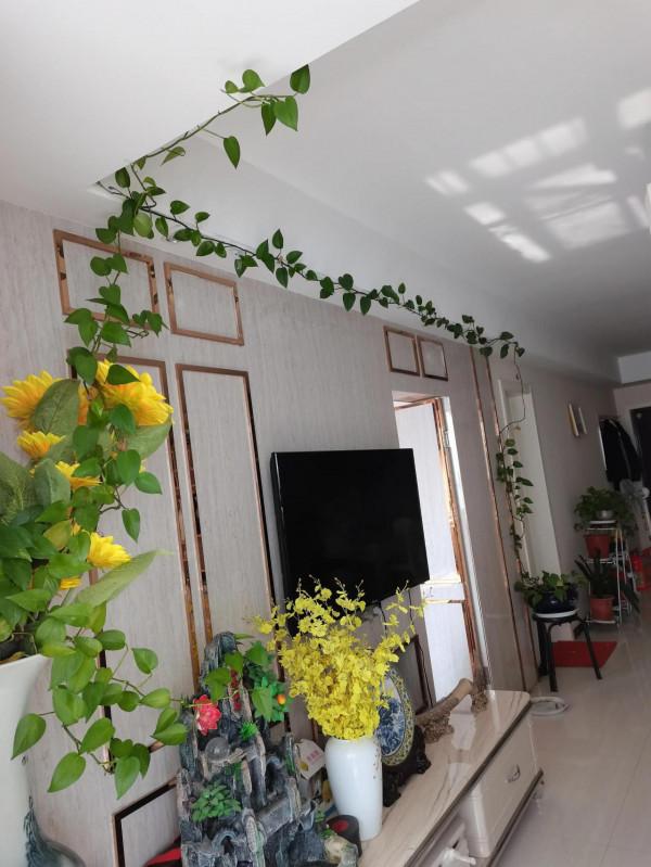 吉尼斯紀錄:最長的綠蘿 吉尼斯紀錄:最長的綠蘿