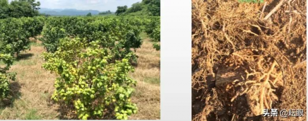 黃龍病、黃化樹不用怕了，許立明“黃化綜合症”鑑別及治理方案