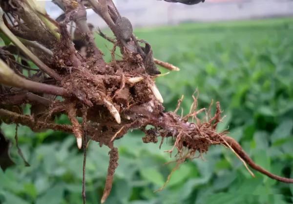 農作物的死苗爛根不用怕，記住3類殺菌劑，灌一遍根就能解決問題