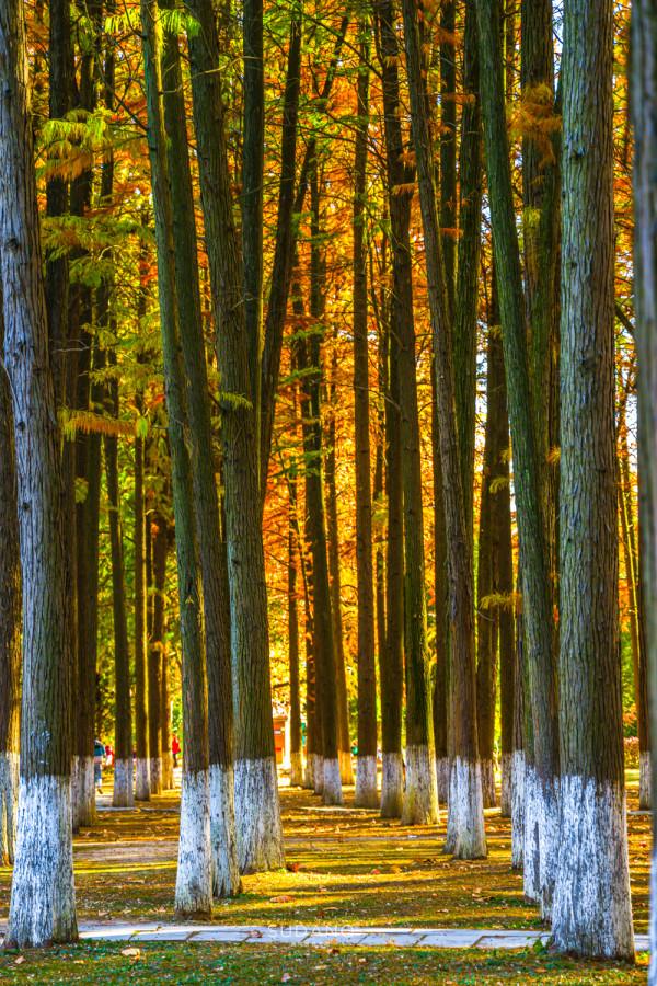 武漢人究竟多愜意?46萬平方米的城市公園猶如森林一般,景色醉人 武漢人究竟多愜意?46萬平方米的城市公園猶如森林一般,景色醉人