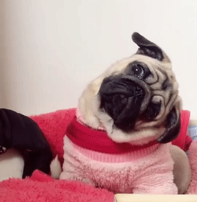 為什麼有些狗喜歡歪頭 為什麼有些狗喜歡歪頭