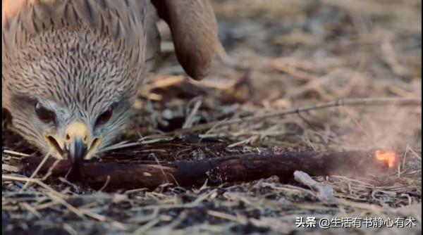 漲知識，鳥類中的縱火犯“黑鳶”
