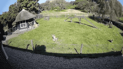 農場的母雞被老鷹偷襲,好在一旁的公雞和小羊挺身而出,救它一命 農場的母雞被老鷹偷襲,好在一旁的公雞和小羊挺身而出,救它一命