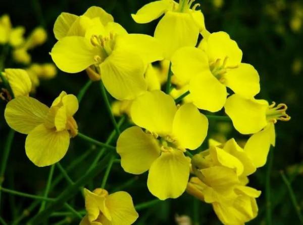 油菜花和蘿蔔花的區別