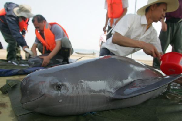 南京段大規模江豚出沒!一週約145頭次,長江10年禁捕效果好 南京段大規模江豚出沒!一週約145頭次,長江10年禁捕效果好