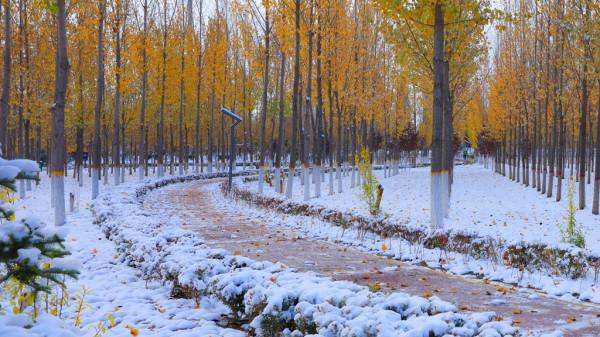 合陽縣初雪飄落 一夜兩季四重色