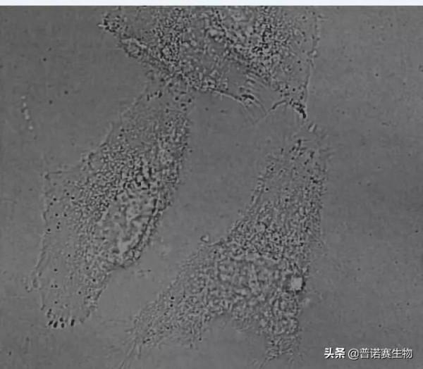 細胞鋪板的3種手法，這樣鋪更均勻