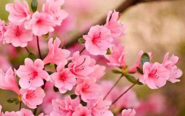 杜鵑花，十個有八個養不好？那是你不會這4個技巧