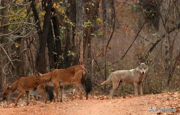四大猛獸之首“豺”現身雲南，如果對野豬下手，能保全農作物嗎？
