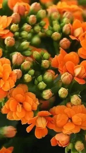 養盆長壽花送給爸和媽