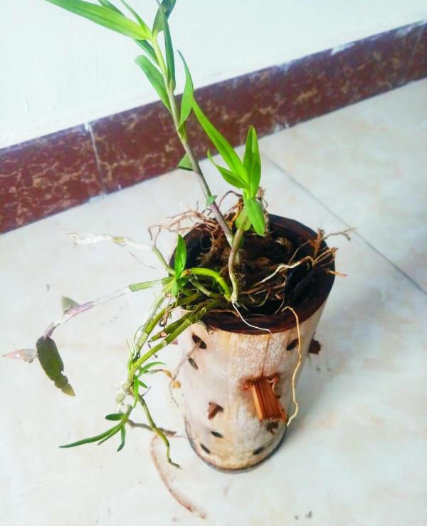 石斛M種養法，同樣枯萎