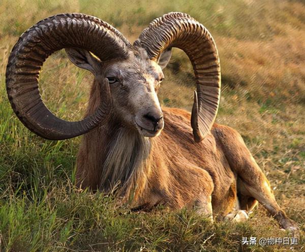 被援助的阿富汗，幾十年的戰爭下，動物們怎麼樣了？