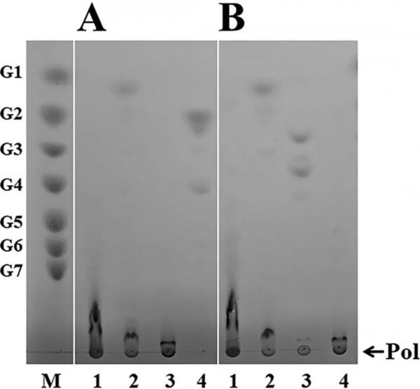 J. Agric. Food Chem.│兩個關鍵氨基酸殘基的定向突變改變來自耐熱芽孢桿菌的4,6-α-葡萄糖轉移酶的產物結構 J. Agric. Food Chem.│兩個關鍵氨基酸殘基的定向突變改變來自耐熱芽孢桿菌的4,6-α-葡萄糖轉移酶的產物結構