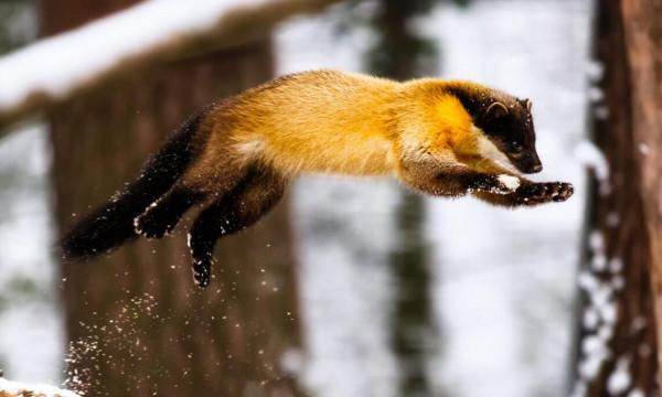 罕見!東北虎豹國家公園發現多種變異色型黃喉貂 研究價值有多高? 罕見!東北虎豹國家公園發現多種變異色型黃喉貂 研究價值有多高?