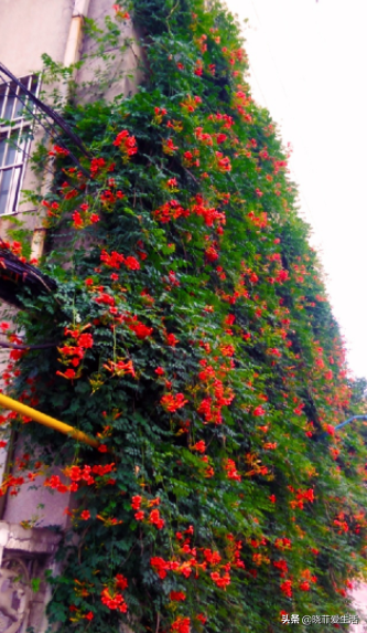 三種“漂亮花”，好養顏值高，卻被花友“嫌棄”，不是沒道理