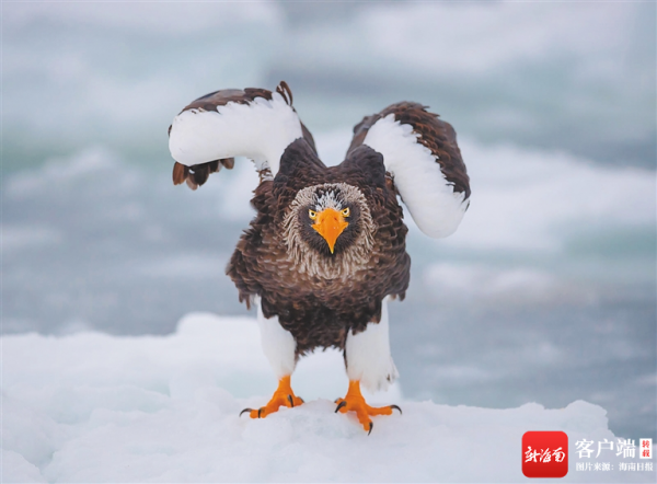 海南週刊 | 海南這些“虎字輩”動物本領高強 海南週刊 | 海南這些“虎字輩”動物本領高強