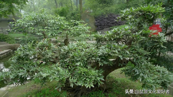 盆景的極佳樹種:中華蚊母 盆景的極佳樹種:中華蚊母