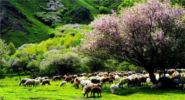 萬人說新疆｜托里縣果子溝景色如畫