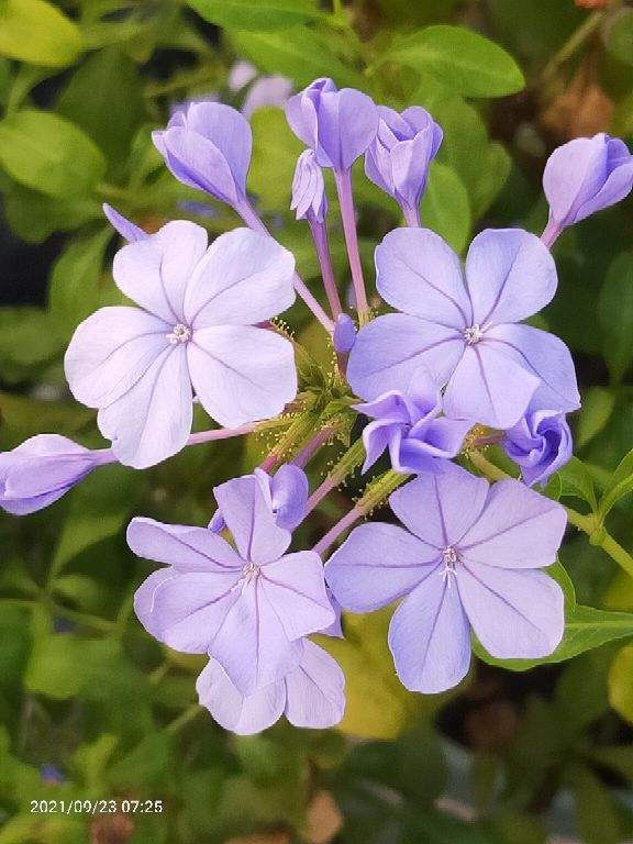初春養花，選4種開花多的，陽臺變花海