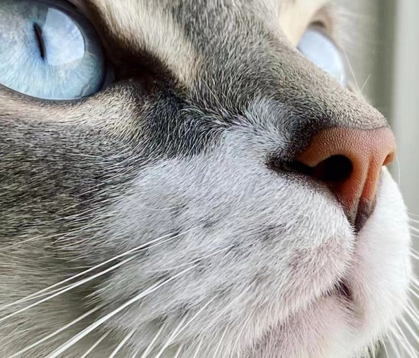 大橘擁有罕見瞳色，引發全網熱議：“全世界找不到第二隻！”