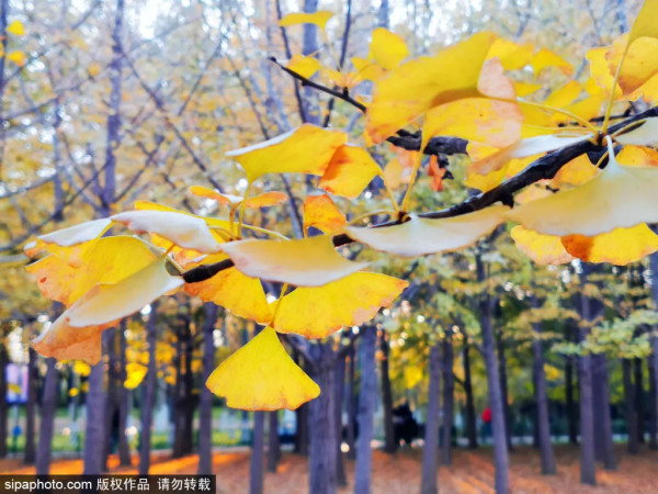 準備打卡！北京這些地方已經美成畫！最新彩葉實拍→