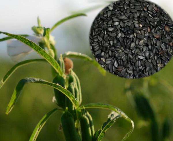 湖南一女子堅持吃“黑米”淡斑，三個月後，有什麼變化呢？