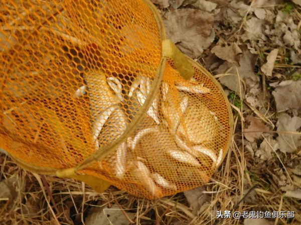 立春後，爽釣小河