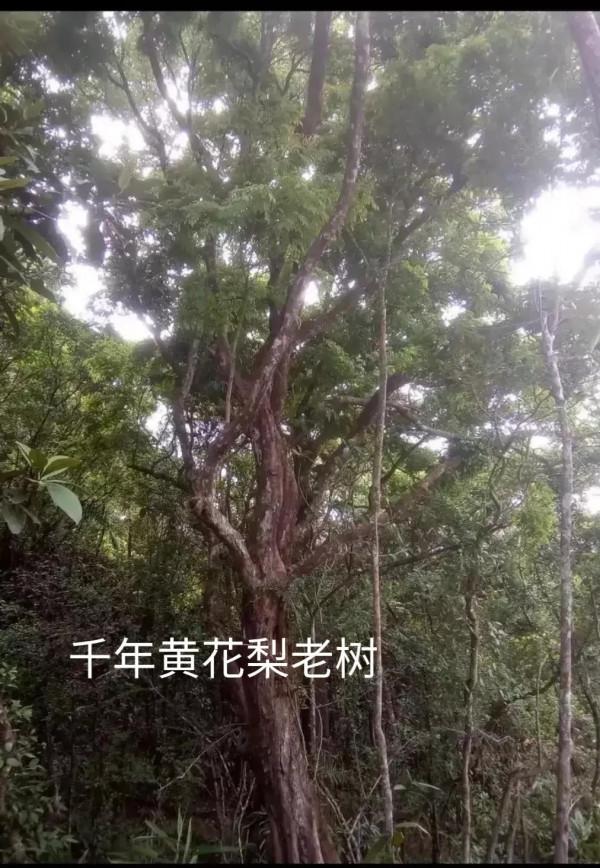 黃花梨幾百年才開一次花，結一次種，是真的嗎？