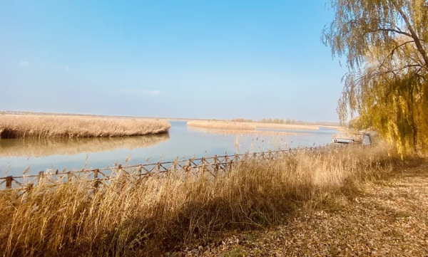 開啟“雲”賞秋之旅｜野鴨湖的秋