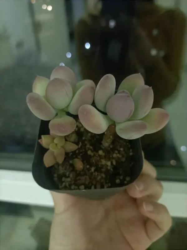 多肉，屬於我的小美好！願所有人的愛好都能被溫柔以待