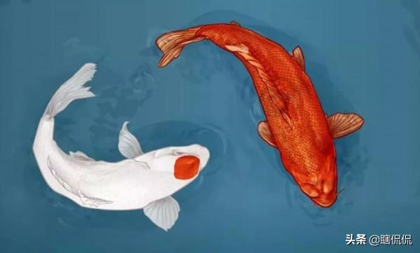 可以看到靈魂的動物，你知道幾種？