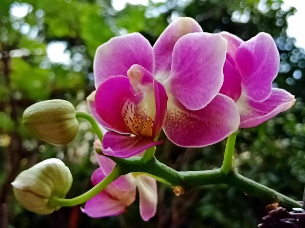 #陽臺小花園#又添新品種