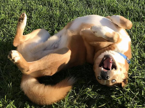 22 張可愛的動物照片,一看就很喜歡的那種 22 張可愛的動物照片,一看就很喜歡的那種