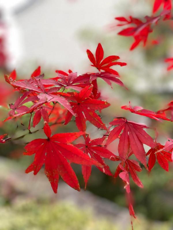 指南紅葉秋色豔