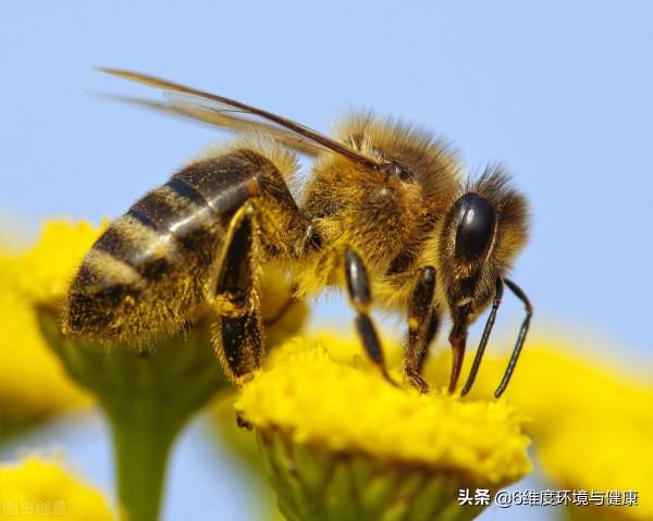 什麼是傳粉昆蟲？