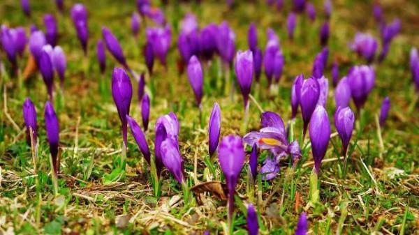 有人同我一樣，喜歡紫色的花嗎？都說花奼紫嫣紅爭奇鬥豔