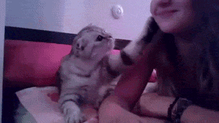 “貓是奸臣，養不熟？！”