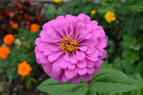 100種常見花卉的播種栽培大全,送給愛養花的你 100種常見花卉的播種栽培大全,送給愛養花的你