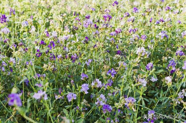 騎上毛驢上路,免得黃泉路遠,路途艱辛 騎上毛驢上路,免得黃泉路遠,路途艱辛