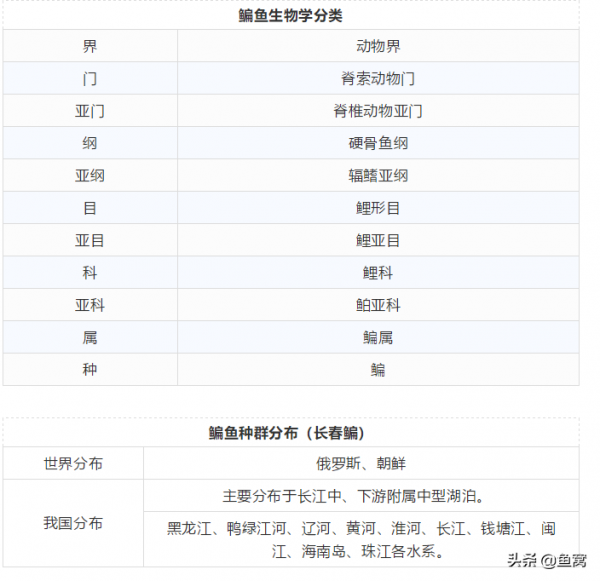 武昌魚和鯿魚,釣魚人還能傻傻分不清? 武昌魚和鯿魚,釣魚人還能傻傻分不清?