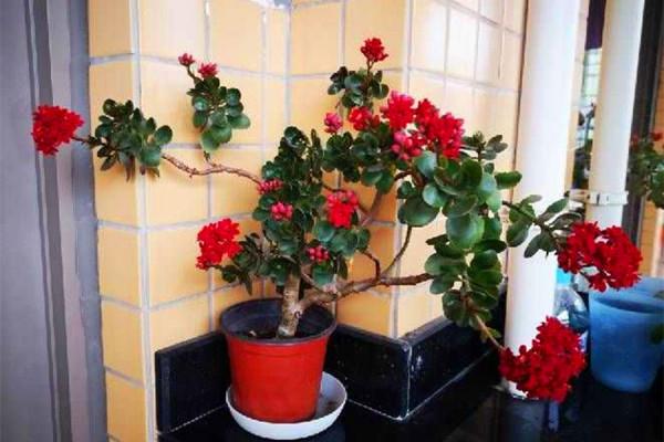 適合立冬後養的“9種花”,喜歡溫涼愛開花,有的花美,有的花香 適合立冬後養的“9種花”,喜歡溫涼愛開花,有的花美,有的花香