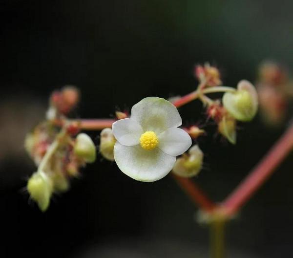 小小的花兒，清新淡雅，綻放著自己獨特的美