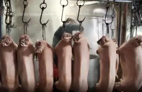 浙江的白切羊肉,你敢吃嗎? 浙江的白切羊肉,你敢吃嗎?