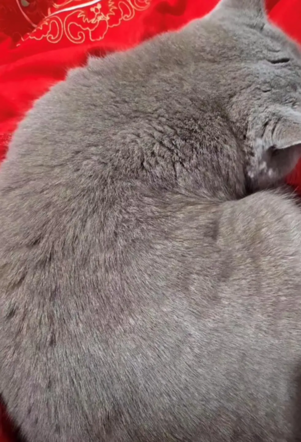 2塊錢，奪走了我家貓的命