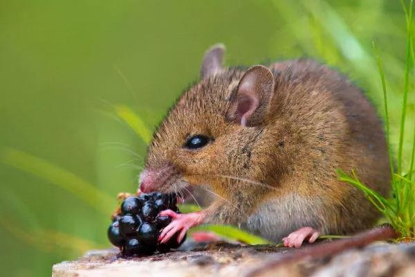 果園鼠害氾濫？到底怎麼治，這些技巧你知道嗎？