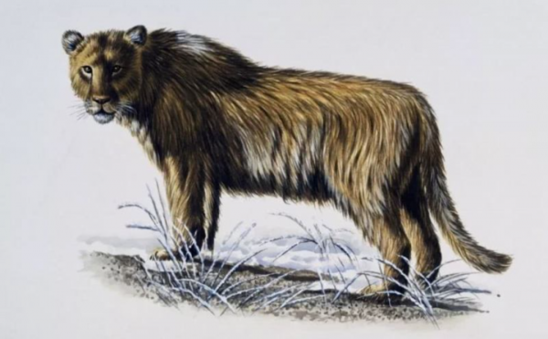 虎年說虎：虎的前世今生丨大年初三